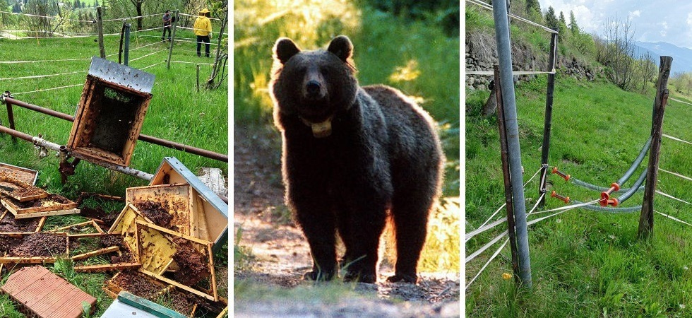 L’orso si fa largo nel recinto e fa razzia di alveari, gli apicoltori